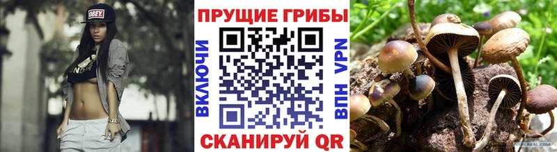 Псилоцибиновые грибы Psilocybe  Высоковск 